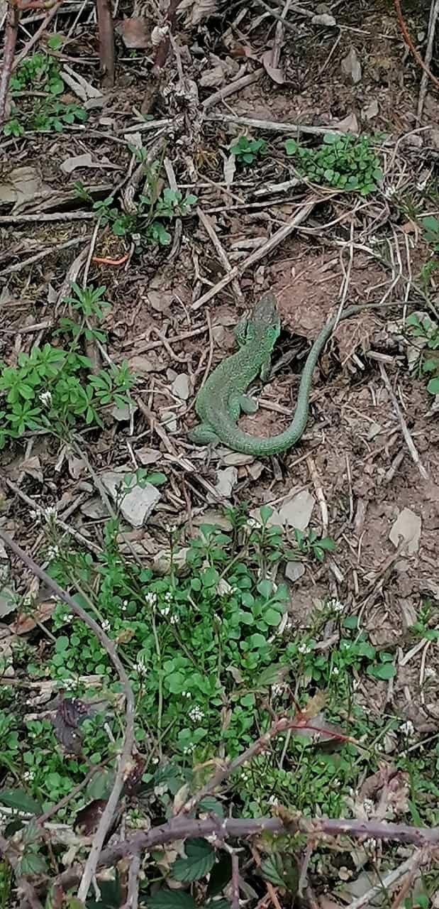 Westliche Smaragdeidechse im Bopparder Hamm 27.03.2021 | © Sabine Kalkofen Westliche Smaragdeidechse im Bopparder Hamm 27.03.2021 | © Sabine Kalkofen