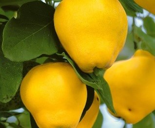 Birnenquitte | &copy; Gr&uuml;ner Daumen Spay