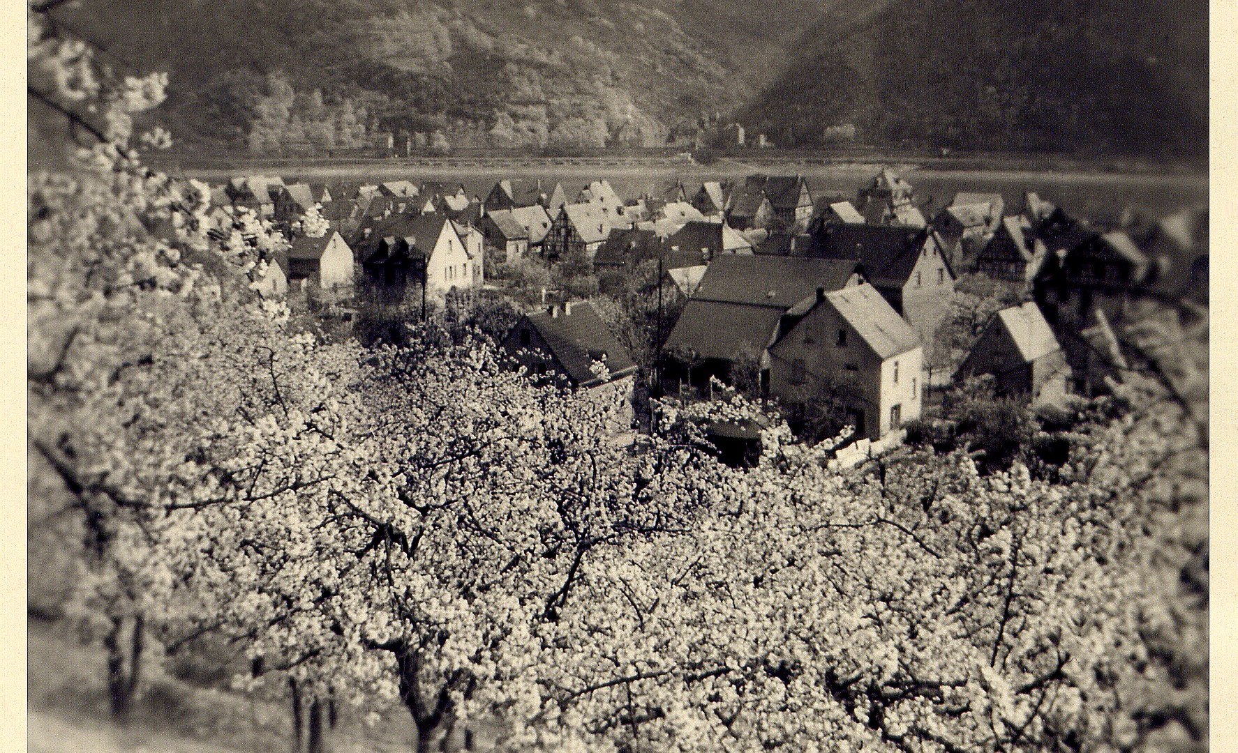Kirschbl&uuml;te 1955 | &copy; Bildarchiv Ortsgemeinde Spay
