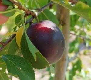 Schwarze Aprikose | &copy; Gr&uuml;ner Daumen Spay