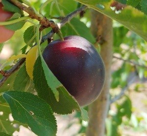 Schwarze Aprikose | © Grüner Daumen Spay Schwarze Aprikose | © Grüner Daumen Spay