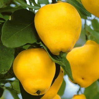 Birnenquitte | &copy; Gr&uuml;ner Daumen Spay