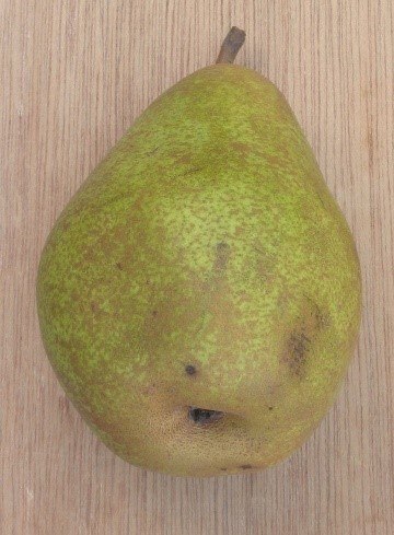 Vereinsdechantbirne | © Grüner Daumen Spay Vereinsdechantbirne | © Grüner Daumen Spay