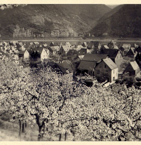 Kirschbl&uuml;te 1955 | &copy; Bildarchiv Ortsgemeinde Spay