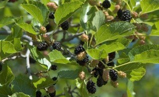 Schwarze Maulbeere | © Grüner Daumen Spay Schwarze Maulbeere | © Grüner Daumen Spay