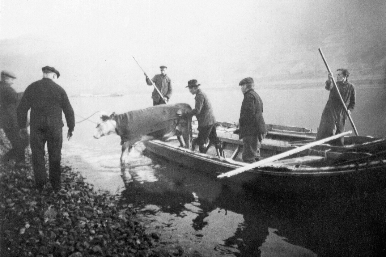 Viehtransport um 1925 | © Archiv Ortsgemeinde Spay Viehtransport um 1925 | © Archiv Ortsgemeinde Spay