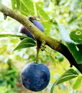 Zibarte | © Grüner Daumen Spay