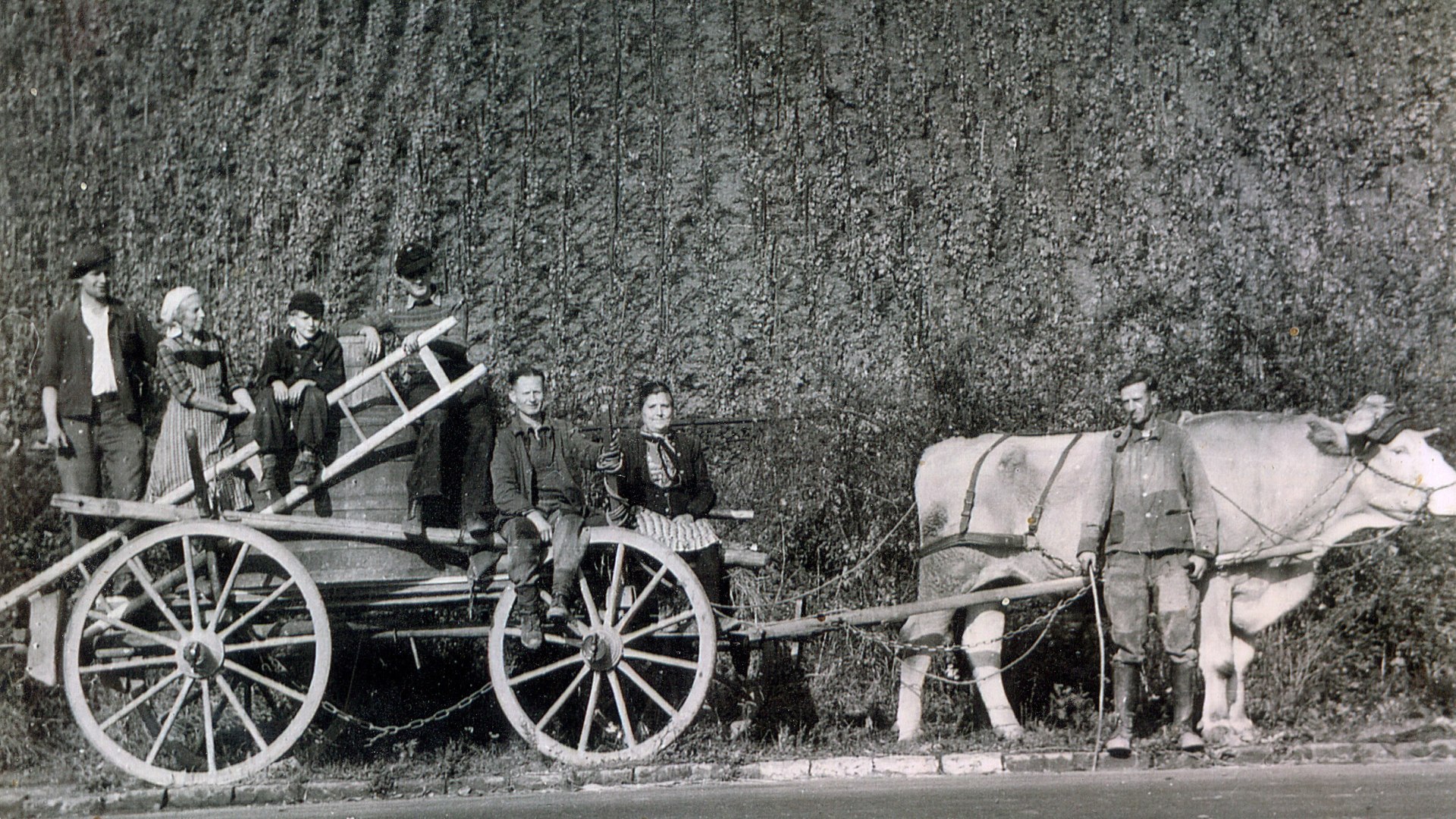 Traubenlese mit Ochsrenkarren | © Helmut Günther Traubenlese mit Ochsrenkarren | © Helmut Günther