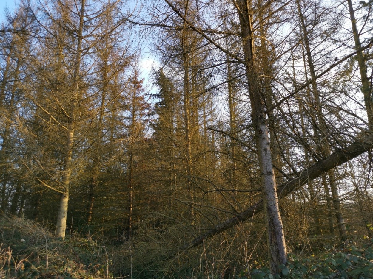 Aufforsten | © Günther Werner Aufforsten | © Günther Werner