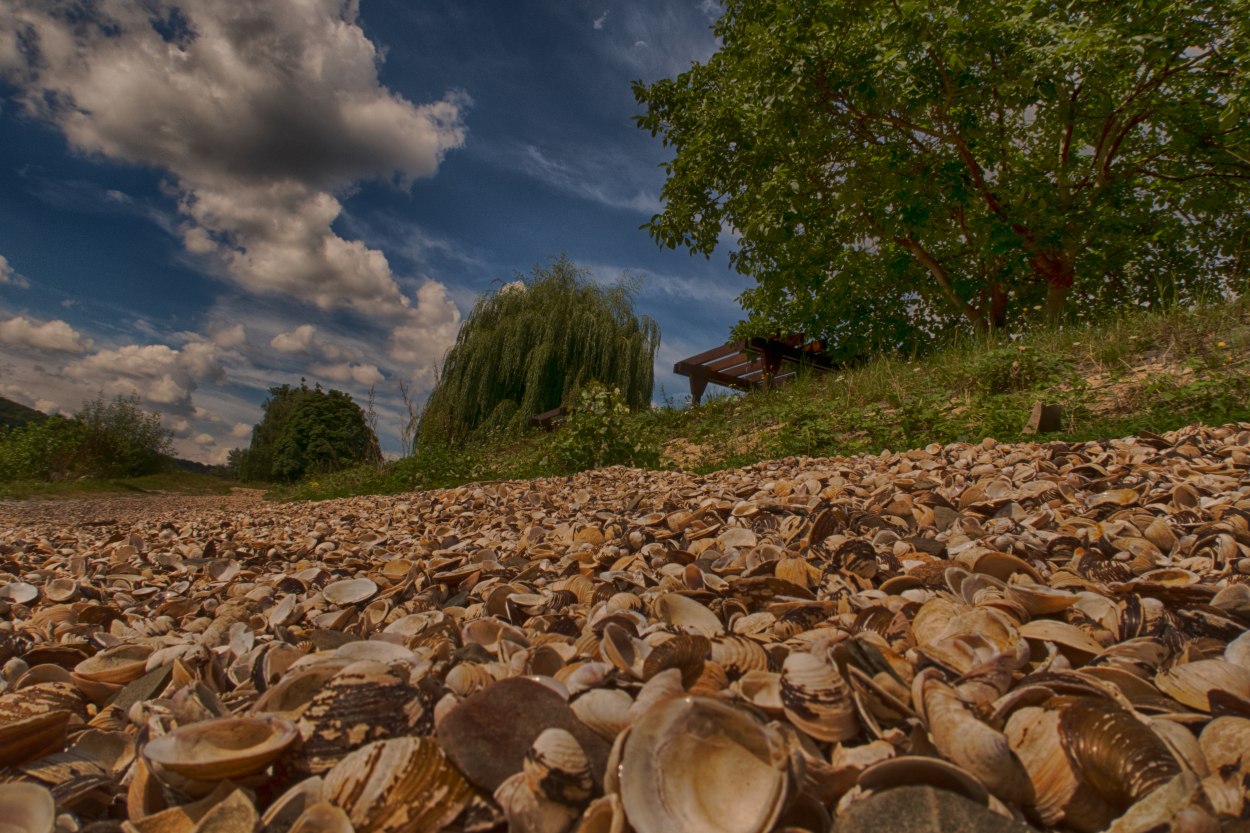 Rheinfront Muschelbank | © Klaus Breitkreutz Lehmen