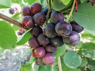 Kanadische Blaubeere Martin | &copy; Gr&uuml;ner Daumen Spay