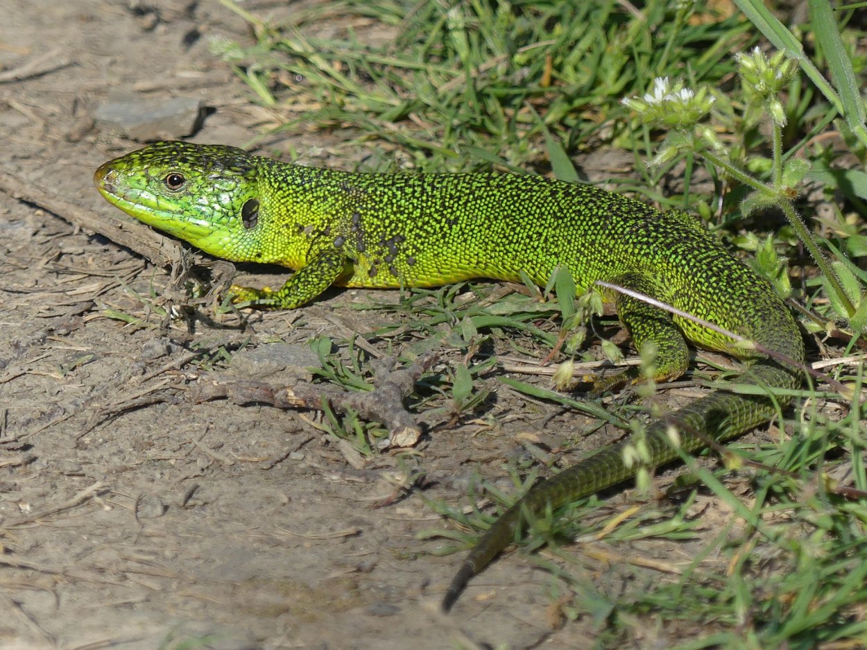 Smaragdeidechse 2022 /2 | © Uwe Mades / Tim Ponndorf Smaragdeidechse 2022 /2 | © Uwe Mades / Tim Ponndorf