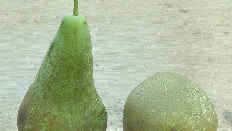 Birne Conference | © Grüner Daumen Spay Birne Conference | © Grüner Daumen Spay