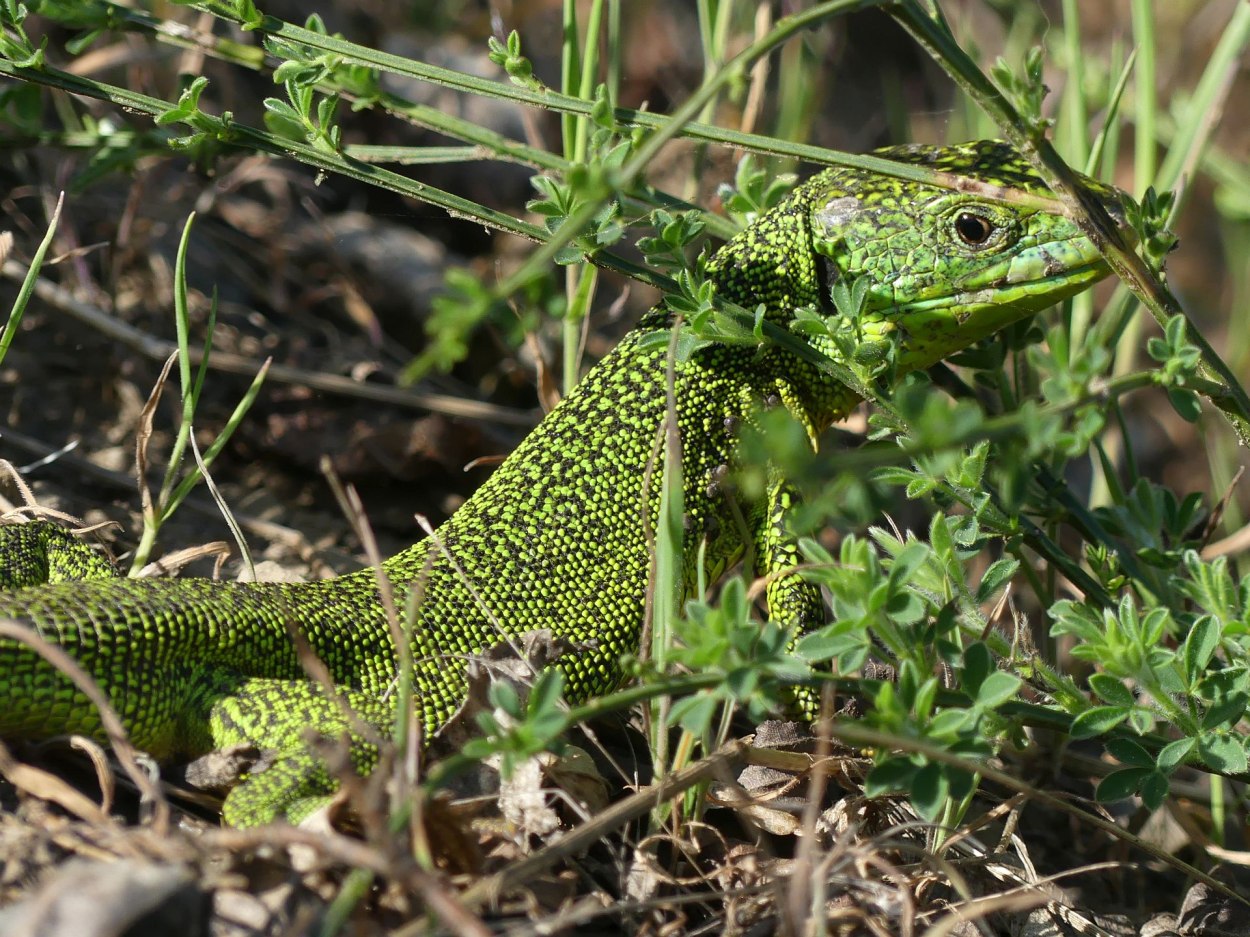Smaragdeidechse 2022 /3 | © Uwe Mades / Tim Ponndorf Smaragdeidechse 2022 /3 | © Uwe Mades / Tim Ponndorf