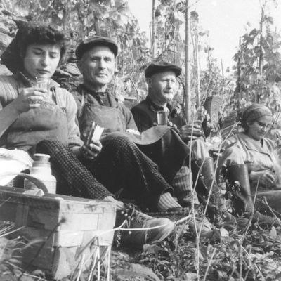 Traubenlese 60er Jahre | © Florian Weingart Traubenlese 60er Jahre | © Florian Weingart