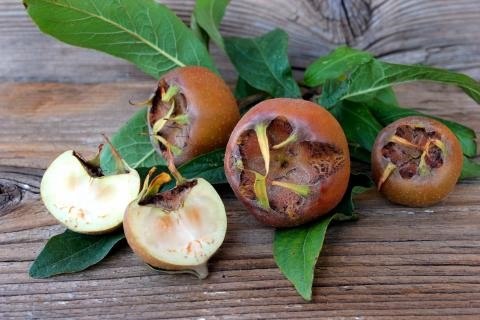 Mispel | &copy; Gr&uuml;ner Daumen Spay