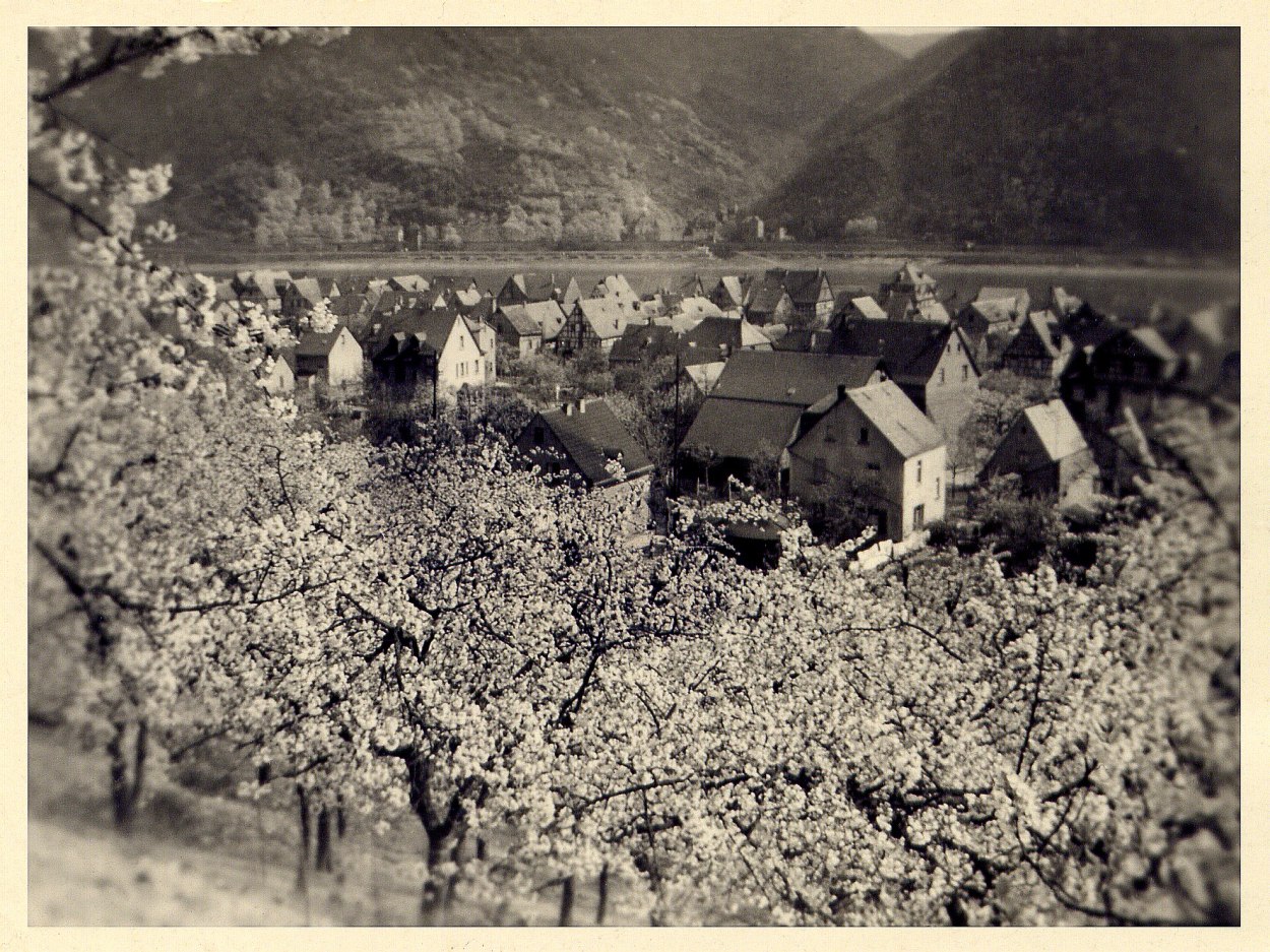 Kirschblüte 1955 | © Bildarchiv Ortsgemeinde Spay Kirschblüte 1955 | © Bildarchiv Ortsgemeinde Spay