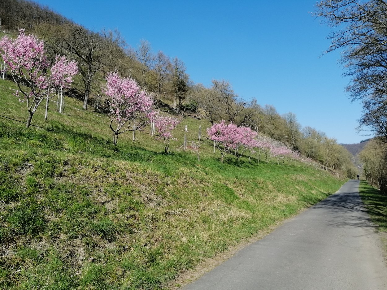 Blüte | © Klaus Nörtersheuser