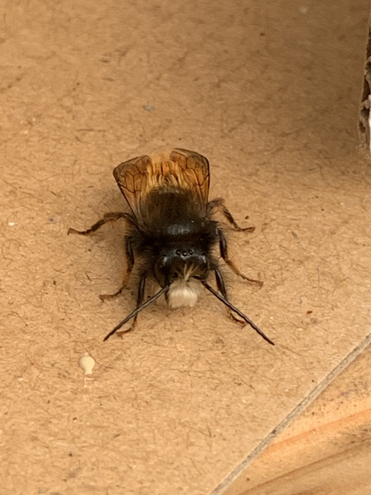 Wildbiene | © Grüner Daumen Spay