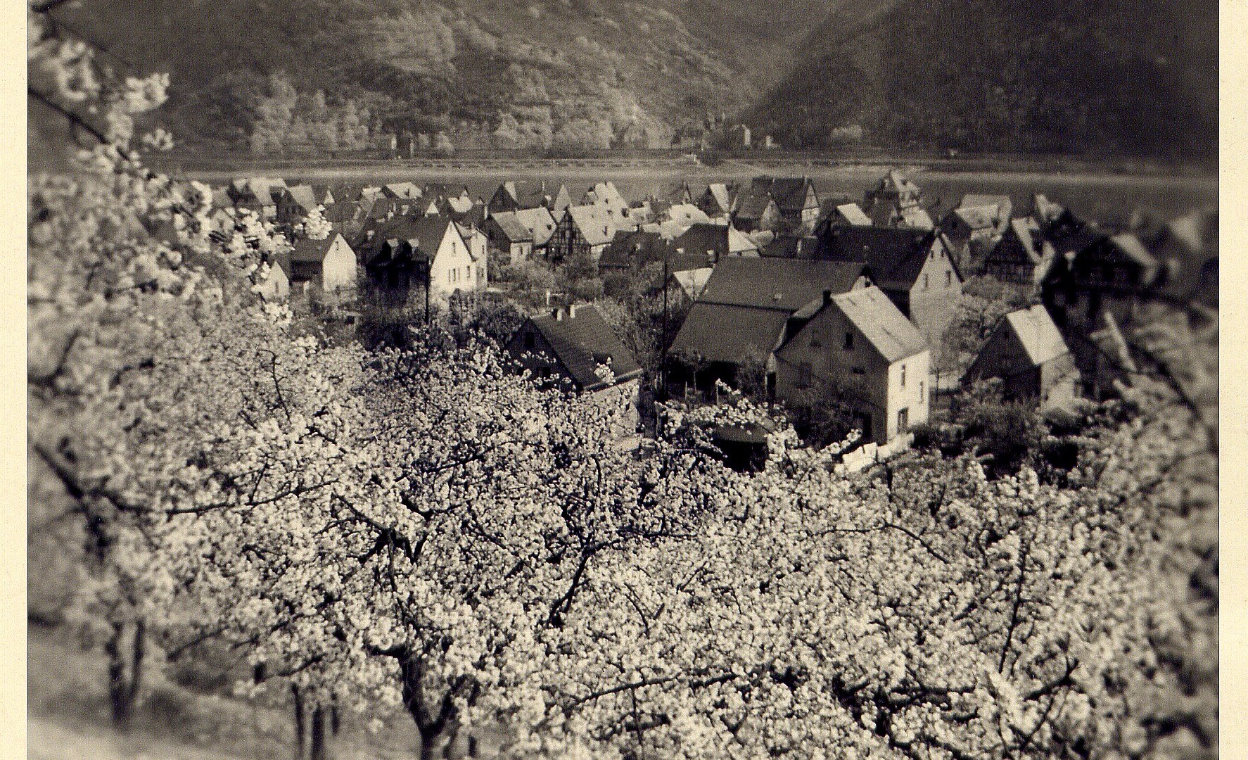 Kirschblüte 1955 | © Bildarchiv Ortsgemeinde Spay