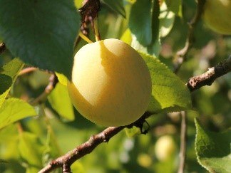 Mirabelle Bellamira | © Grüner Daumen Spay Mirabelle Bellamira | © Grüner Daumen Spay