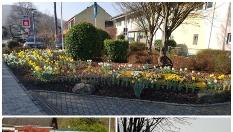 Grüner Daumen Spay Frühling 2025 | © Ortsgemeinde Spay