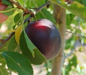 Schwarze Aprikose | © Grüner Daumen Spay Schwarze Aprikose | © Grüner Daumen Spay