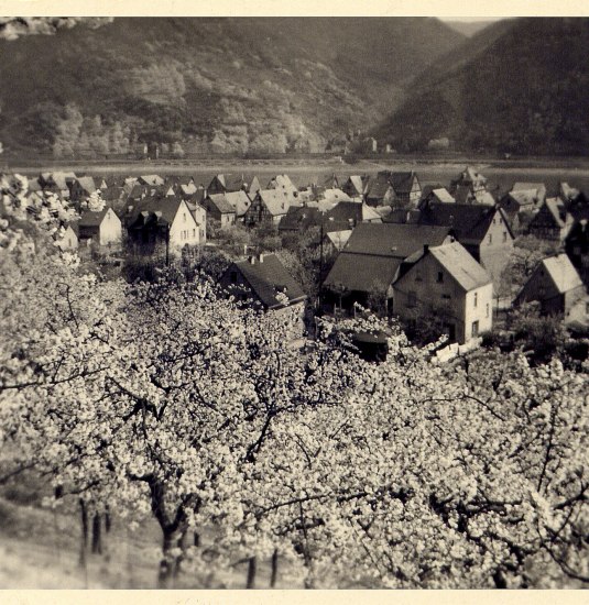Kirschbl&uuml;te 1955 | &copy; Bildarchiv Ortsgemeinde Spay