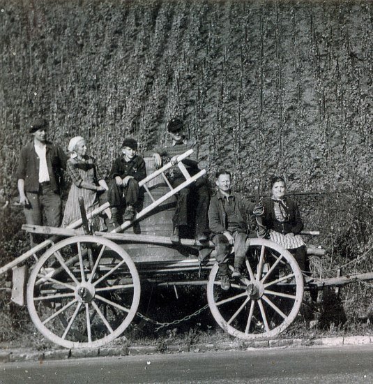 Traubenlese mit Ochsrenkarren | © Helmut Günther Traubenlese mit Ochsrenkarren | © Helmut Günther