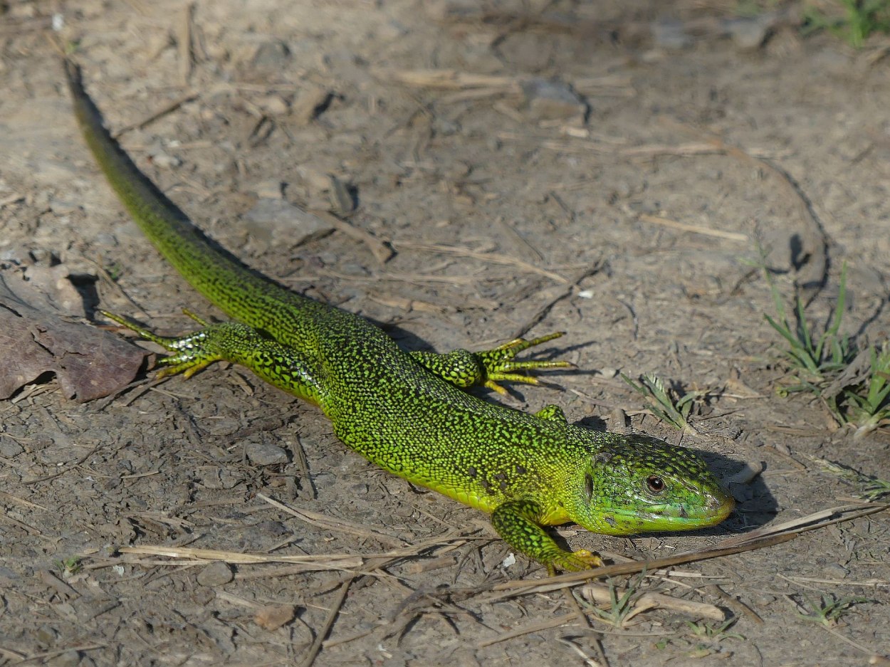Smaragdeidechse 2022 /1 | © Uwe Mades / Tim Ponndorf Smaragdeidechse 2022 /1 | © Uwe Mades / Tim Ponndorf