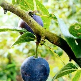 Zibarte | © Grüner Daumen Spay Zibarte | © Grüner Daumen Spay