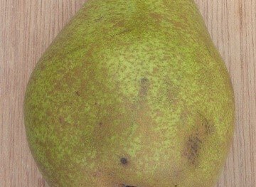 Vereinsdechantbirne | © Grüner Daumen Spay Vereinsdechantbirne | © Grüner Daumen Spay